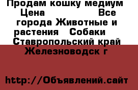 Продам кошку медиум › Цена ­ 6 000 000 - Все города Животные и растения » Собаки   . Ставропольский край,Железноводск г.